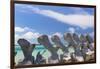 Bahamas, Exuma Island. Sperm Whale Bones on Display-Don Paulson-Framed Photographic Print