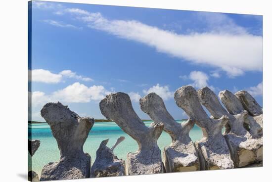 Bahamas, Exuma Island. Sperm Whale Bones on Display-Don Paulson-Stretched Canvas