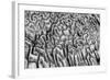 Bahamas, Little Exuma Island. Coral Close-up in Black and White-Don Paulson-Framed Photographic Print