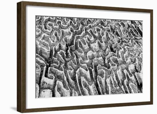 Bahamas, Little Exuma Island. Coral Close-up in Black and White-Don Paulson-Framed Photographic Print