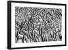 Bahamas, Little Exuma Island. Coral Close-up in Black and White-Don Paulson-Framed Photographic Print