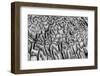 Bahamas, Little Exuma Island. Coral Close-up in Black and White-Don Paulson-Framed Photographic Print