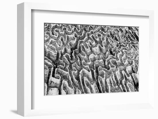 Bahamas, Little Exuma Island. Coral Close-up in Black and White-Don Paulson-Framed Photographic Print