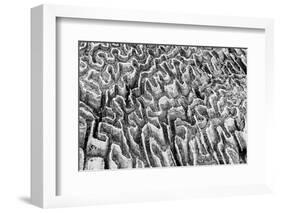 Bahamas, Little Exuma Island. Coral Close-up in Black and White-Don Paulson-Framed Photographic Print