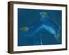 Bahamas, Satellite Image-null-Framed Photographic Print