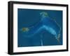 Bahamas, Satellite Image-null-Framed Photographic Print