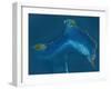 Bahamas, Satellite Image-null-Framed Photographic Print