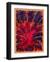 Bahaullah's Golden Peacock, 2016-Joy Lions-Framed Giclee Print