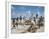 Bahia Fisherman on Beach with their Nets-Dmitri Kessel-Framed Photographic Print