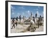 Bahia Fisherman on Beach with their Nets-Dmitri Kessel-Framed Photographic Print