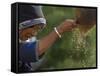 Bai Minority Winnowing Wheat, Jianchuan County, Yunnan Province, China-Pete Oxford-Framed Stretched Canvas