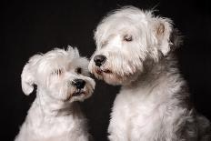 Animal Portrait of Two White Schnauzer Dogs on Dark Background.-Baiajaku-Photographic Print