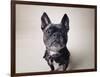 Bailey-Susan Sabo-Framed Photographic Print