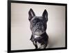 Bailey-Susan Sabo-Framed Photographic Print