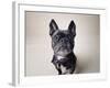 Bailey-Susan Sabo-Framed Photographic Print