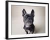 Bailey-Susan Sabo-Framed Photographic Print