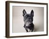 Bailey-Susan Sabo-Framed Photographic Print