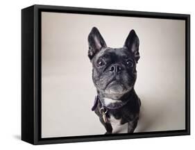 Bailey-Susan Sabo-Framed Stretched Canvas