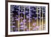 Baileys Forest-Herb Dickinson-Framed Photographic Print