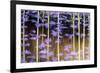 Baileys Forest-Herb Dickinson-Framed Photographic Print