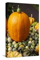 Bainbridge Island, Washington State, USA. Pumpkins-Jolly Sienda-Stretched Canvas