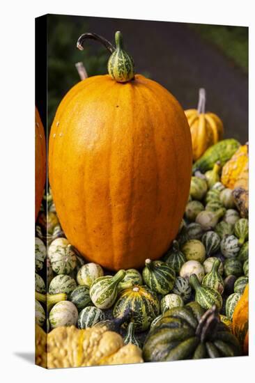 Bainbridge Island, Washington State, USA. Pumpkins-Jolly Sienda-Stretched Canvas