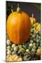 Bainbridge Island, Washington State, USA. Pumpkins-Jolly Sienda-Mounted Photographic Print