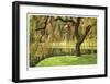 Bainbridge Island Willow-Donald Paulson-Framed Giclee Print