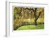 Bainbridge Island Willow-Donald Paulson-Framed Giclee Print