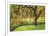 Bainbridge Island Willow-Donald Paulson-Framed Giclee Print