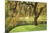 Bainbridge Island Willow-Donald Paulson-Mounted Giclee Print