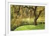 Bainbridge Island Willow-Donald Paulson-Framed Giclee Print