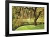 Bainbridge Island Willow-Donald Paulson-Framed Giclee Print