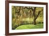 Bainbridge Island Willow-Donald Paulson-Framed Giclee Print