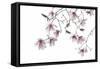 Bainbridge Magnolias II-Kathy Mahan-Framed Stretched Canvas