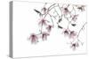 Bainbridge Magnolias II-Kathy Mahan-Stretched Canvas