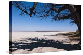 Baines Baobabs, Kudiakam Pan, Nxai Pan National Park, Botswana, Africa-Sergio-Stretched Canvas