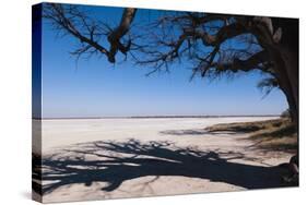 Baines Baobabs, Kudiakam Pan, Nxai Pan National Park, Botswana, Africa-Sergio-Stretched Canvas