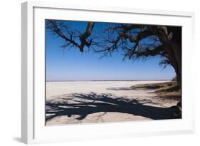 Baines Baobabs, Kudiakam Pan, Nxai Pan National Park, Botswana, Africa-Sergio-Framed Photographic Print