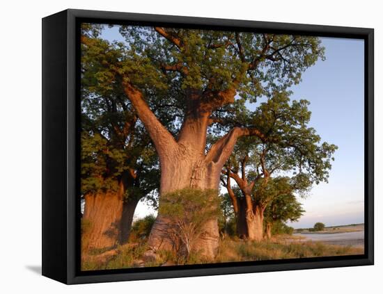 Baines Baobabs, Nxai Pan, Botswana, Africa-Peter Groenendijk-Framed Stretched Canvas