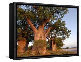 Baines Baobabs, Nxai Pan, Botswana, Africa-Peter Groenendijk-Framed Stretched Canvas
