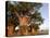 Baines Baobabs, Nxai Pan, Botswana, Africa-Peter Groenendijk-Stretched Canvas