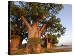 Baines Baobabs, Nxai Pan, Botswana, Africa-Peter Groenendijk-Stretched Canvas