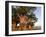 Baines Baobabs, Nxai Pan, Botswana, Africa-Peter Groenendijk-Framed Premium Photographic Print