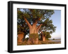 Baines Baobabs, Nxai Pan, Botswana, Africa-Peter Groenendijk-Framed Photographic Print