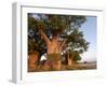 Baines Baobabs, Nxai Pan, Botswana, Africa-Peter Groenendijk-Framed Photographic Print