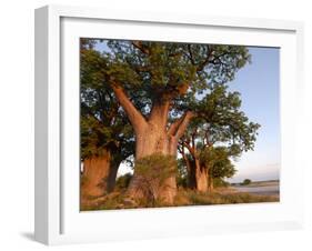 Baines Baobabs, Nxai Pan, Botswana, Africa-Peter Groenendijk-Framed Photographic Print