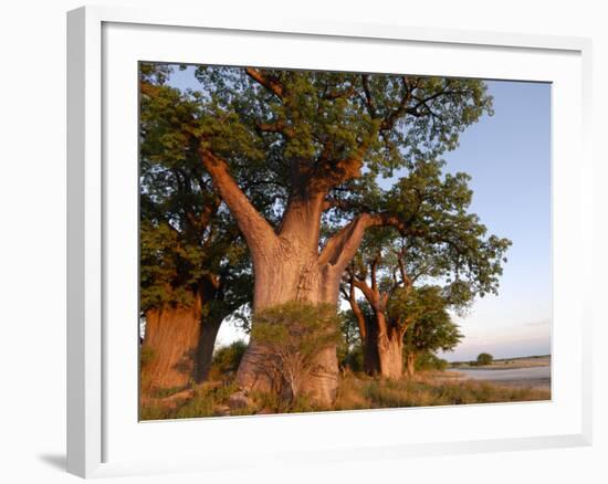 Baines Baobabs, Nxai Pan, Botswana, Africa-Peter Groenendijk-Framed Photographic Print