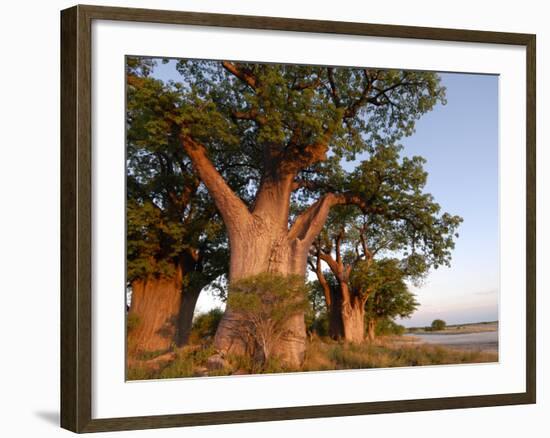 Baines Baobabs, Nxai Pan, Botswana, Africa-Peter Groenendijk-Framed Photographic Print