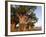 Baines Baobabs, Nxai Pan, Botswana, Africa-Peter Groenendijk-Framed Photographic Print